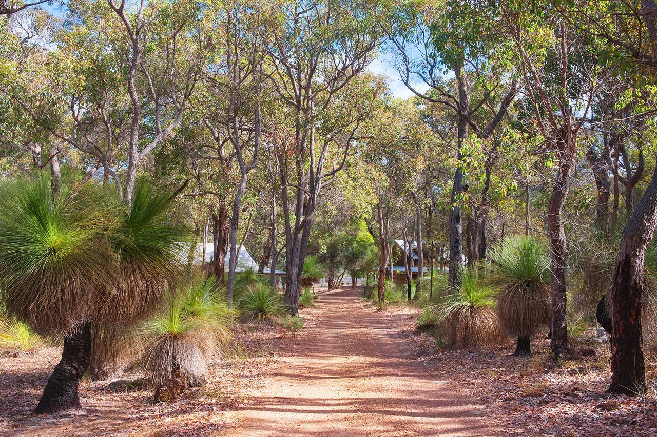 Woodstone Grass Tree